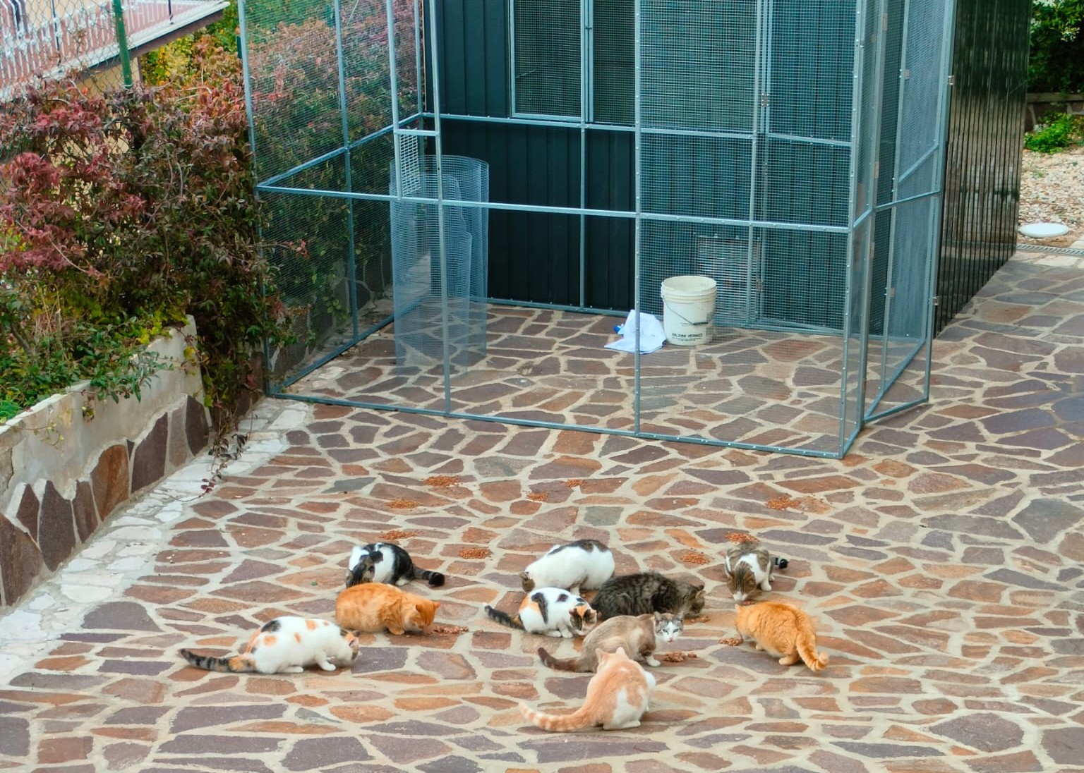 Un gatto adottato felice nella sua nuova casa